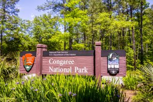 Congaree National Park – Forest of Champions