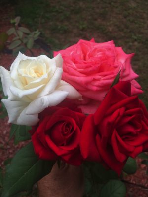 Rosebuds & New Beginnings