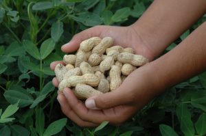 Gillespie’s Peanuts